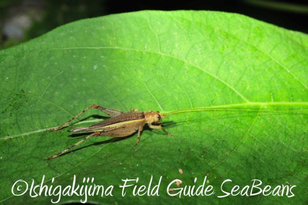 8月2日　石垣島ナイトツアー4