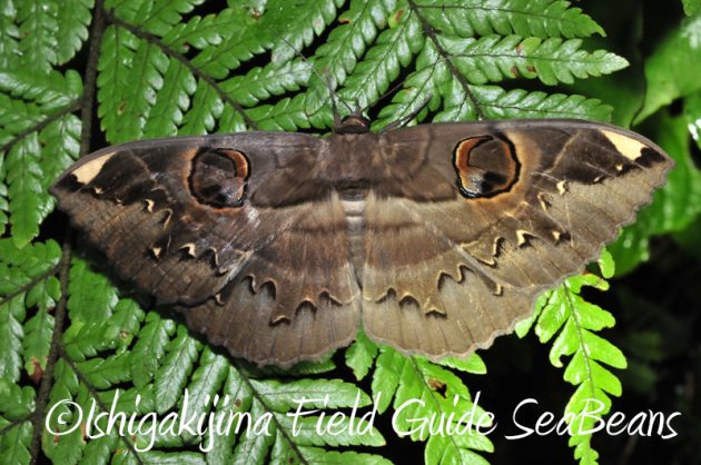 8月5日　石垣島ナイトツアー7