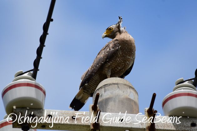 8月6日　石垣島の野鳥　バードウオッチング14