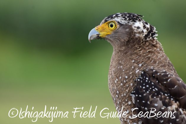 8月13日石垣島バードウオッチング＆野鳥撮影4