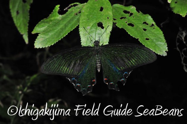 8月1日　石垣島ナイトツアー18