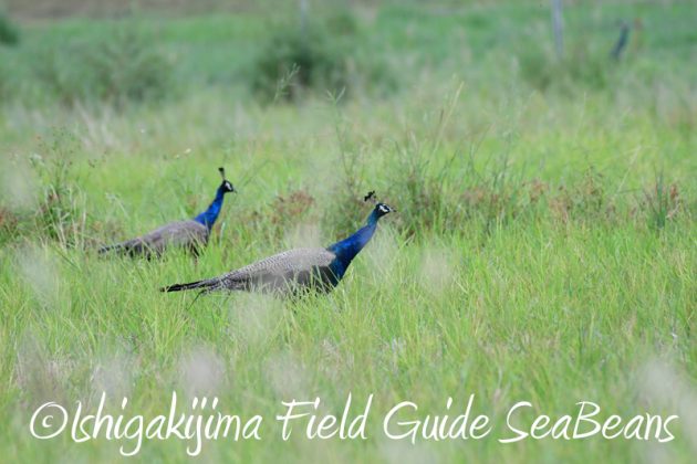 8月2日石垣島　バードウオッチング　野鳥撮影14
