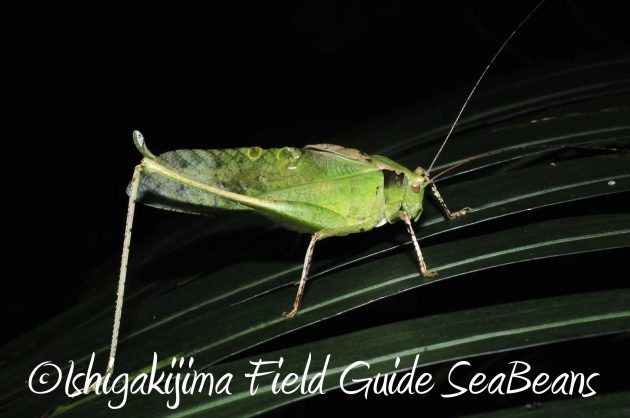 8月17日石垣島ナイトツアー15