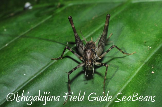 8月13日石垣島ナイトツアー8