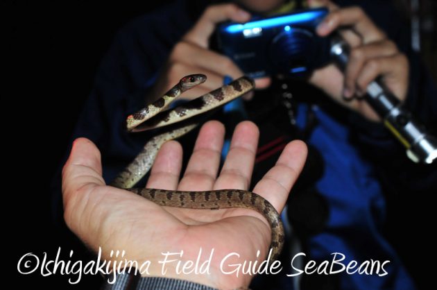 8月9日石垣島ナイトツアー6