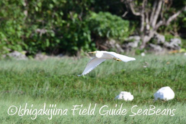 8月25日石垣島バードウオッチング＆野鳥撮影ガイド4