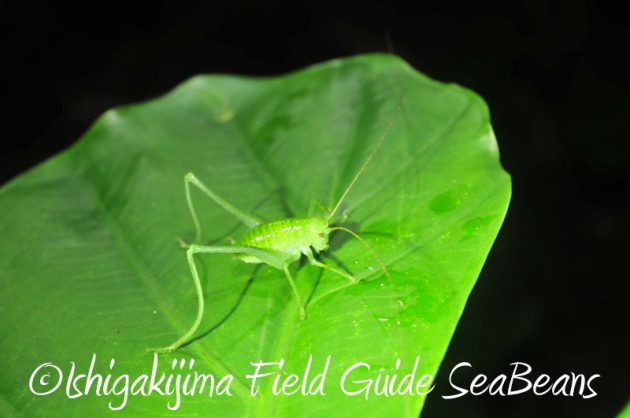 8月10日石垣島ナイトツアー5