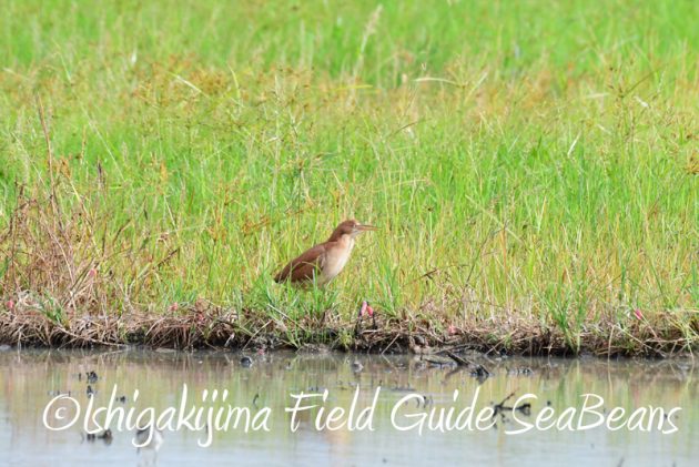 8月11日石垣島バードウオッチング＆野鳥撮影3
