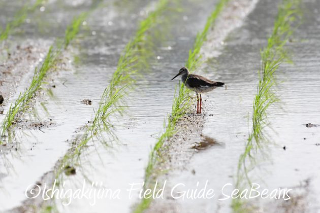 8月8日石垣島 バードウオッチング&野鳥撮影4