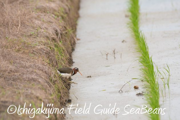 8月25日石垣島バードウオッチング＆野鳥撮影ガイド7