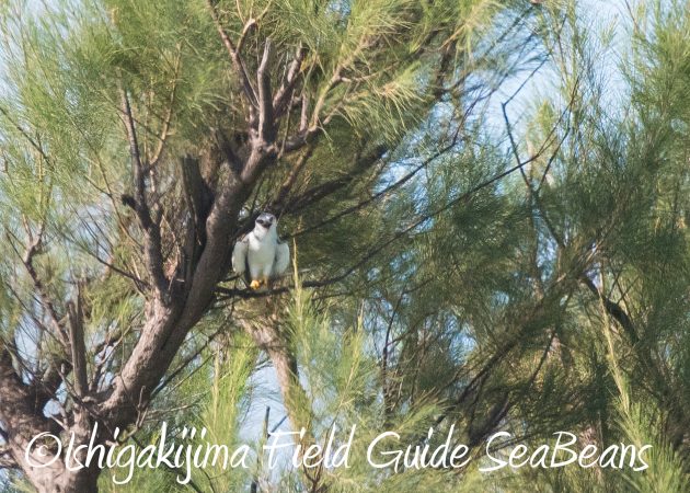 8月16日石垣島　バードウオッチング＆野鳥撮影ガイド19