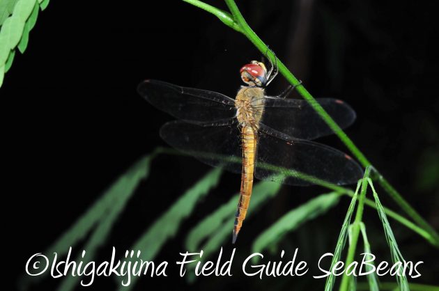 8月12日石垣島ナイトツアー13