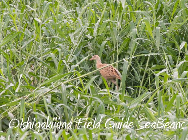 8月16日石垣島　バードウオッチング＆野鳥撮影ガイド21