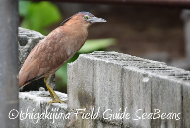 8月6日　石垣島の野鳥　バードウオッチング3