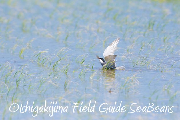 8月30日石垣島バードウオッチング＆野鳥撮影12