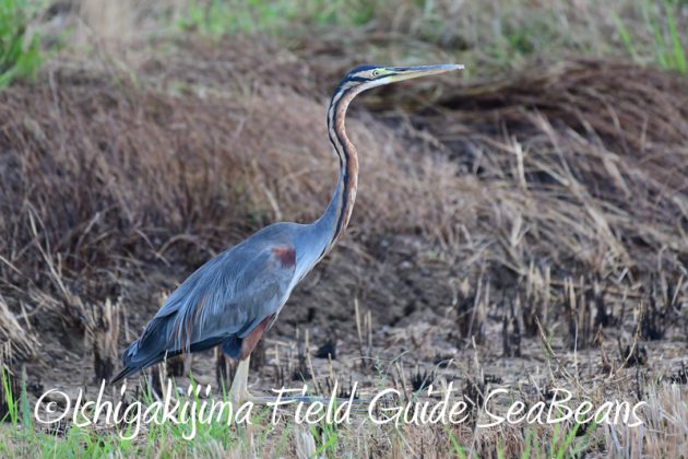 8月6日　石垣島の野鳥　バードウオッチング10
