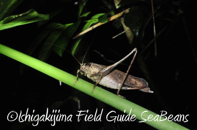 8月2日　石垣島ナイトツアー15