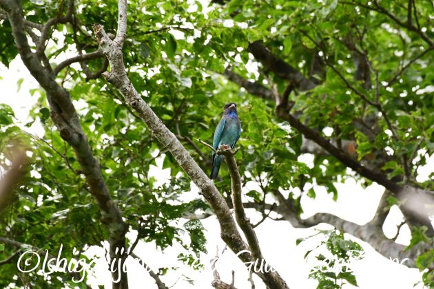 8月17日石垣島バードウオッチング&野鳥撮影13