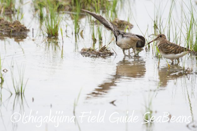 8月10日石垣島 バードウオッチング&野鳥撮影3