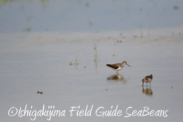 8月11日石垣島バードウオッチング＆野鳥撮影5