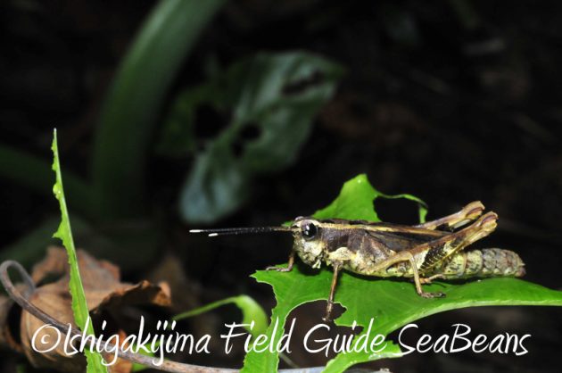 8月1日　石垣島ナイトツアー4