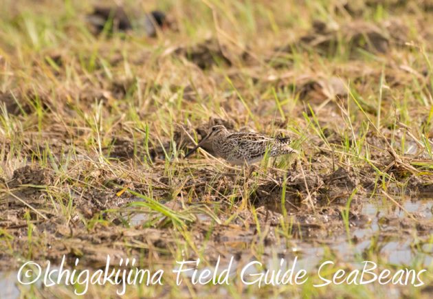 8月4日鳥獣保護区域等巡回調査4