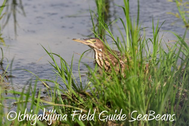 8月27日石垣島バードウオッチング＆野鳥撮影2