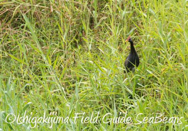 8月26日石垣島バードウオッチング＆野鳥撮影ガイド18