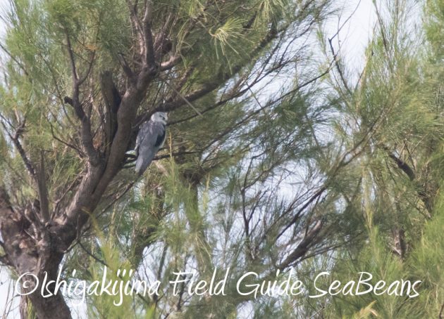 8月11日石垣島バードウオッチング＆野鳥撮影10