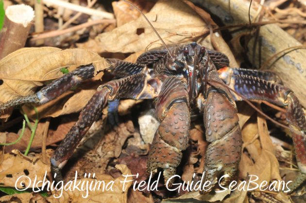 8月9日石垣島ナイトツアー11