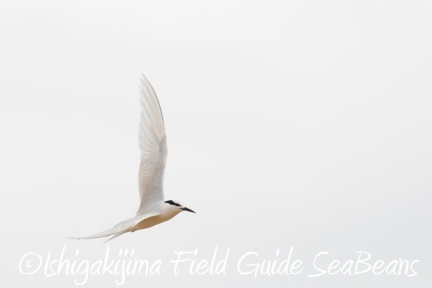 8月17日石垣島バードウオッチング&野鳥撮影15