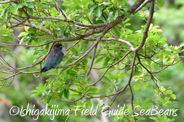 8月12日石垣島バードウオッチング＆野鳥撮影16