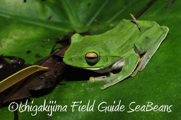 8月17日石垣島ナイトツアー16