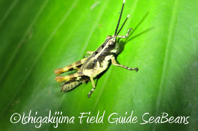 8月24日石垣島ナイトツアー8