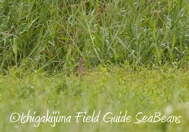 8月16日石垣島　バードウオッチング＆野鳥撮影ガイド20