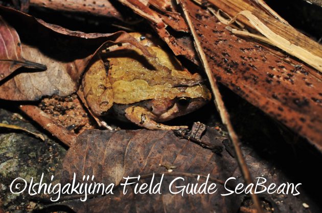 8月24日石垣島ナイトツアー6