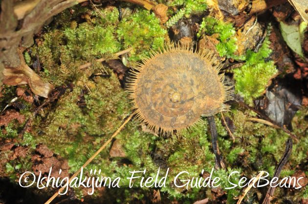 8月13日石垣島ナイトツアー14