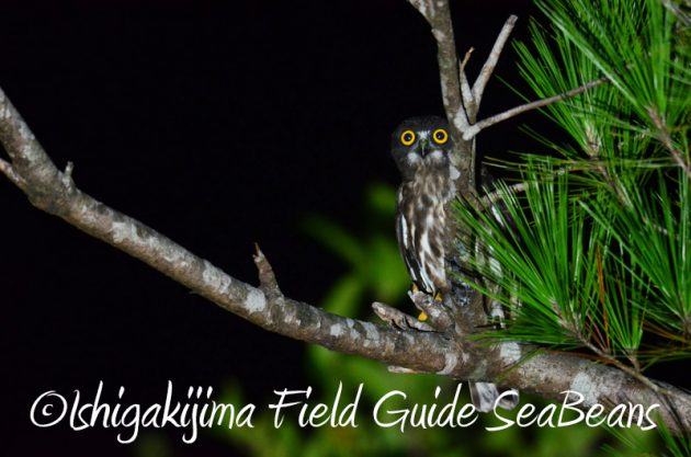 8月8日 石垣島ナイトツアー3