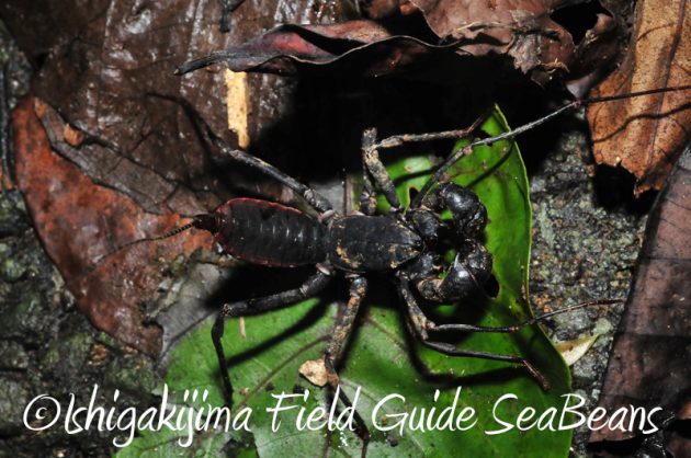 8月11日石垣島ナイトツアー8