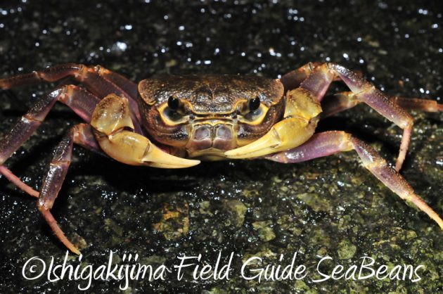 8月5日　石垣島ナイトツアー3