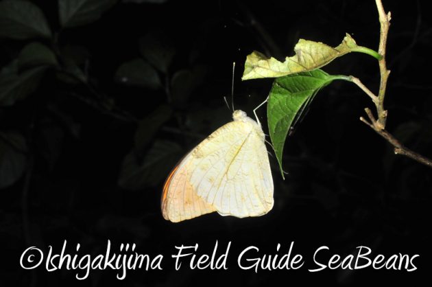 7月31日 石垣島ナイトツアー16