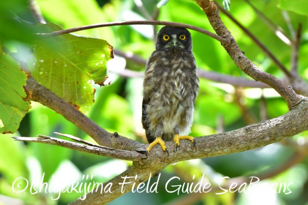 8月3日　石垣島　バードウオッチング2