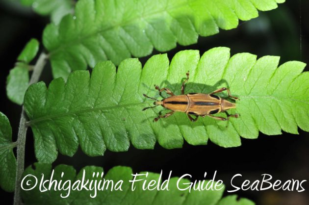 8月11日石垣島ナイトツアー9