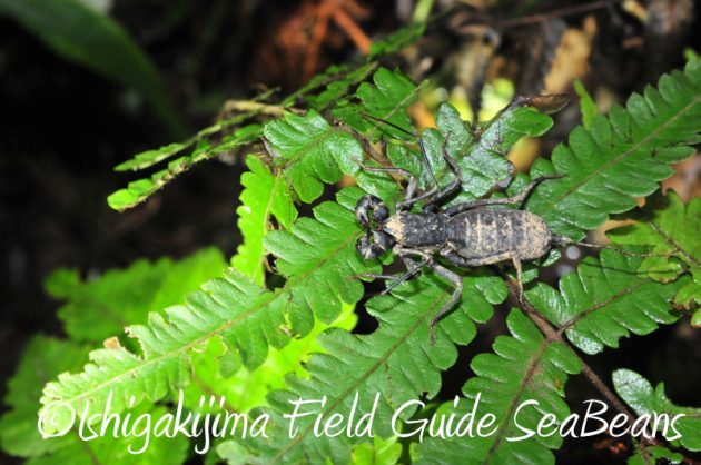 8月7日石垣島 ナイトツアー18