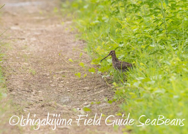 8月26日石垣島バードウオッチング＆野鳥撮影ガイド4