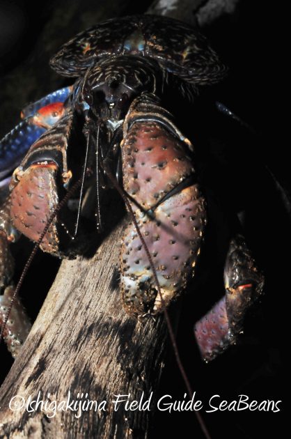 8月17日石垣島ナイトツアー12