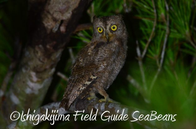 8月9日石垣島ナイトツアー2