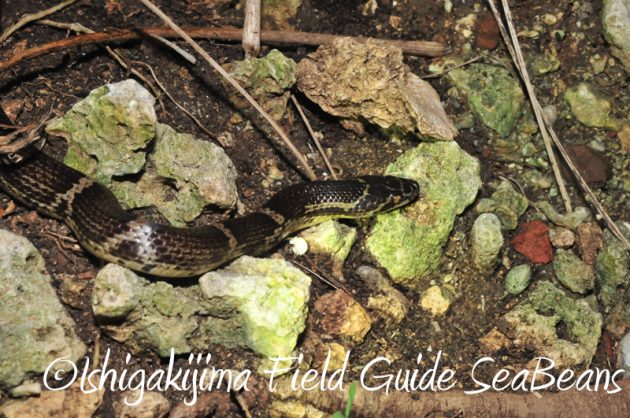 8月7日石垣島 ナイトツアー19