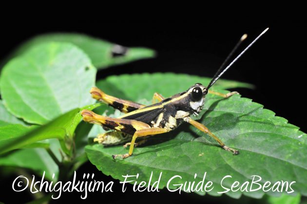 8月13日石垣島ナイトツアー7