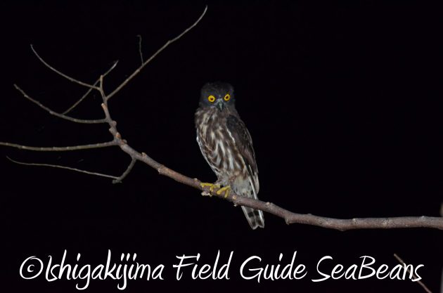 8月12日石垣島ナイトツアー2